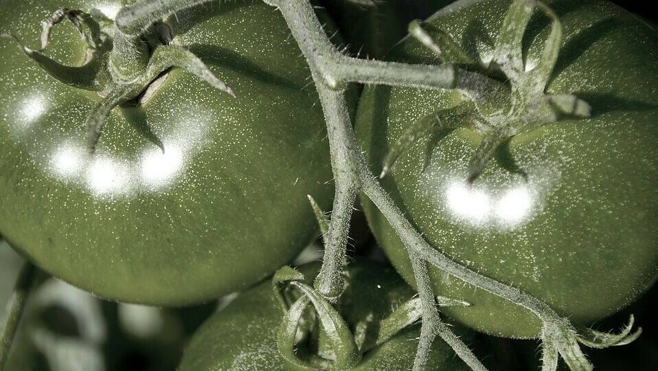 tomatoes-1284131_960_720|Fotointerior500